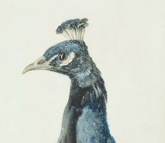 Summer Reception at Turner’s House, Twickenham, and visit to the exhibition ‘Turner’s Kingdom: Beauty, Birds and Beasts’ with a talk by its curator, Nicola Moorby